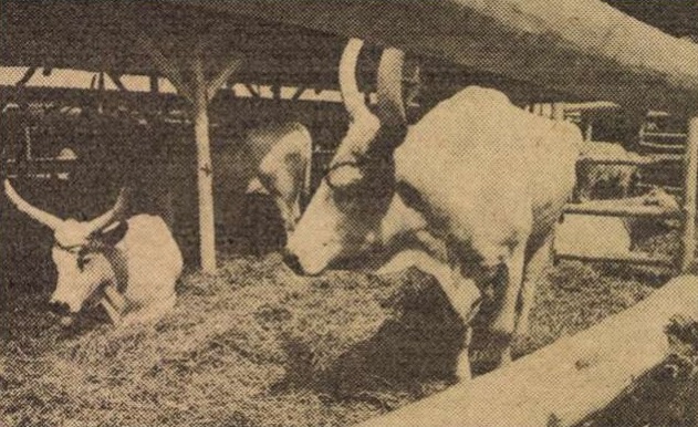 idokapszula_nb_i_1985_86_3_fordulo_omek_magyar_szurke_marha.jpg