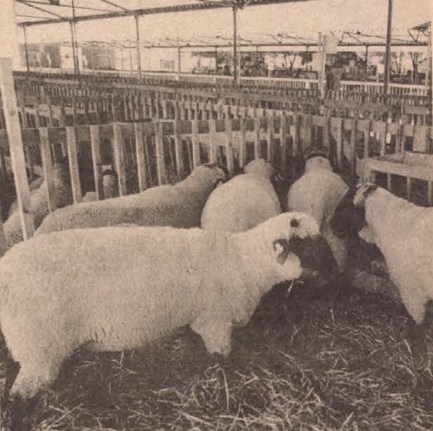idokapszula_nb_i_1985_86_3_fordulo_omek_szentlaszloi_termeloszovetkezet.jpg