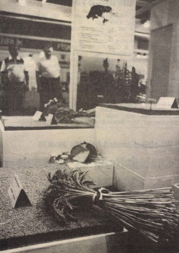 idokapszula_nb_i_1985_86_3_fordulo_omek_tiszafoldvari_lenin_tsz.jpg