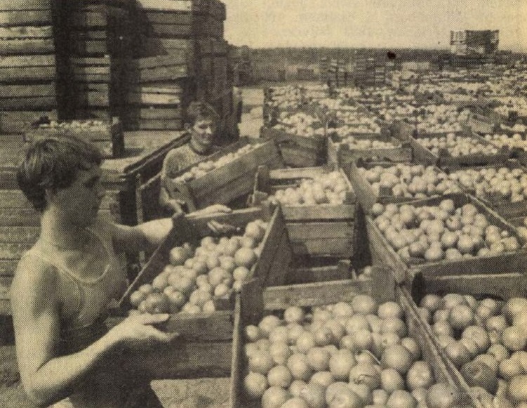 idokapszula_nb_i_1985_86_6_fordulo_horti_kossuth_tsz.jpg