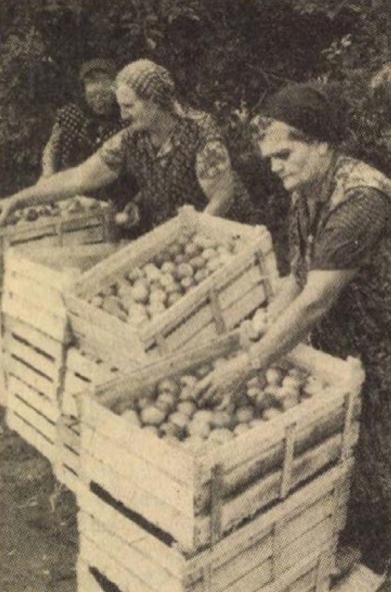 idokapszula_nb_i_1985_86_8_fordulo_szabolcsi_alma.jpg