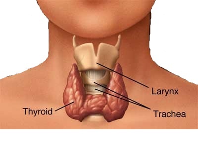 thyroid.jpg