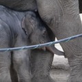 Cuki video Arunról az újszülött kiselefántról