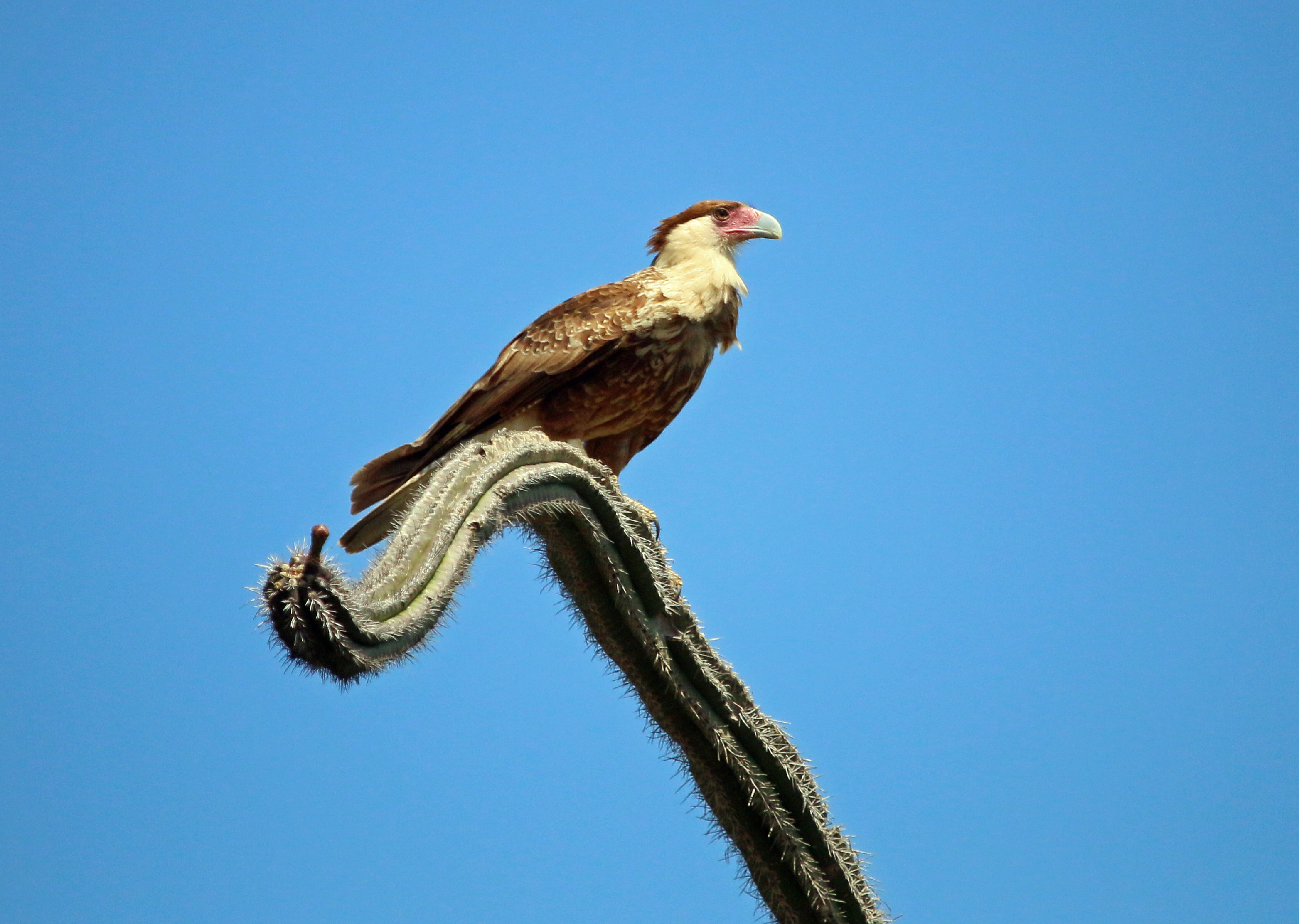 Caracara