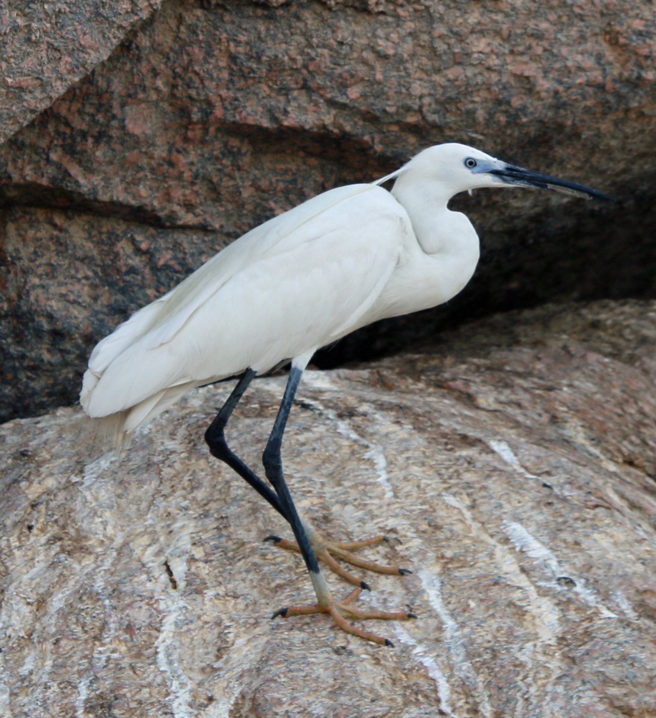 Ibis