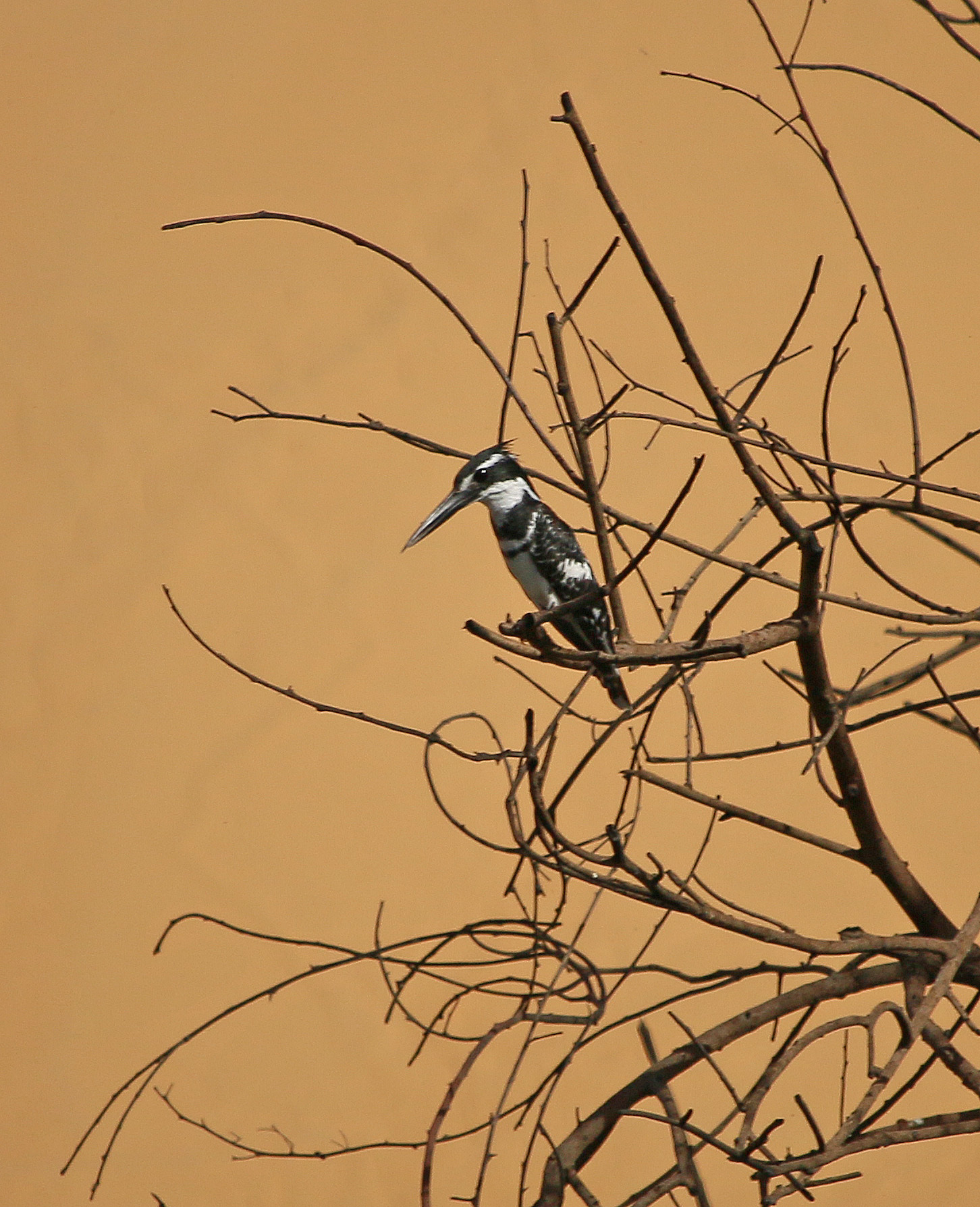 Pied kingfisher