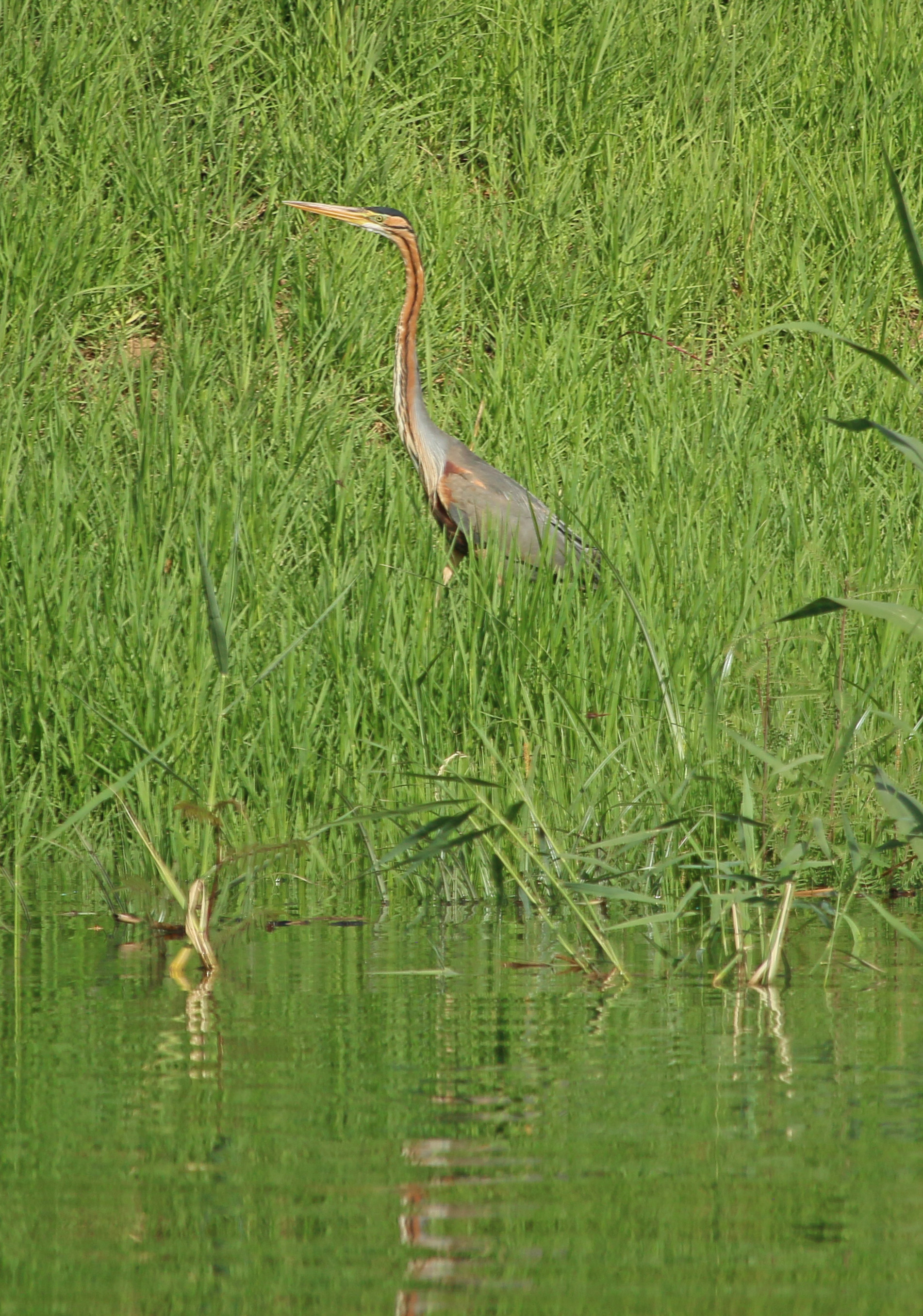 Blue heron