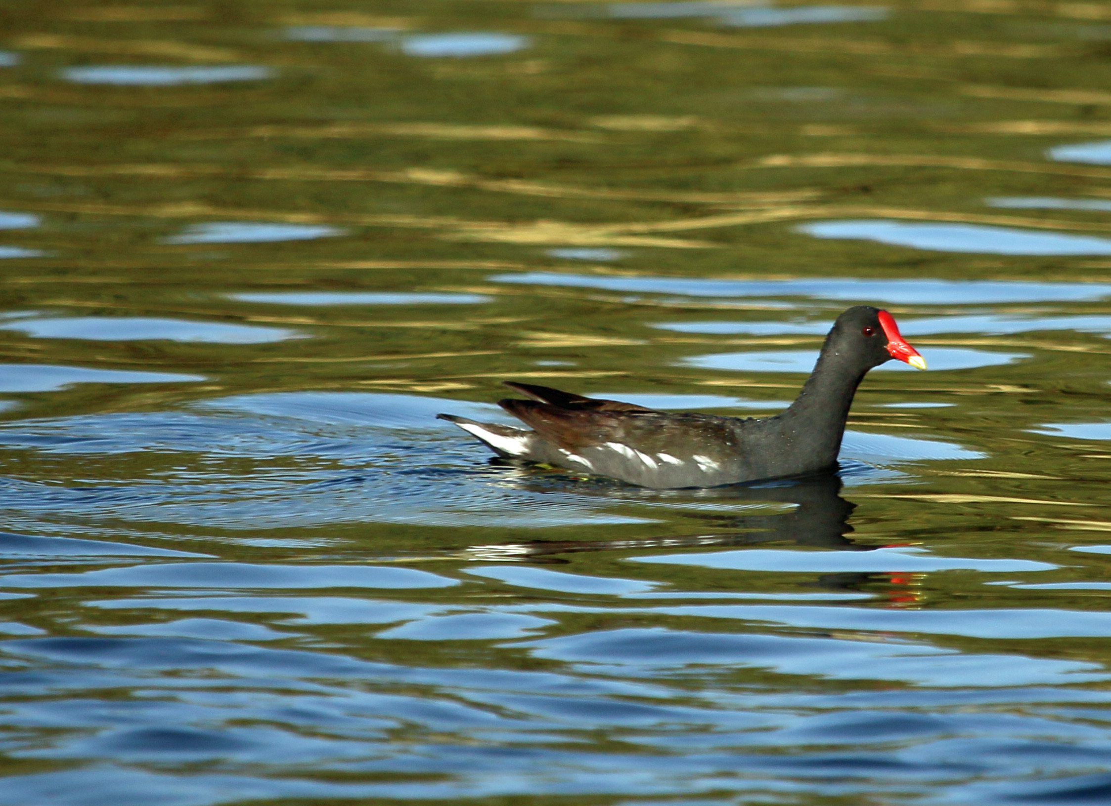 Moorhen