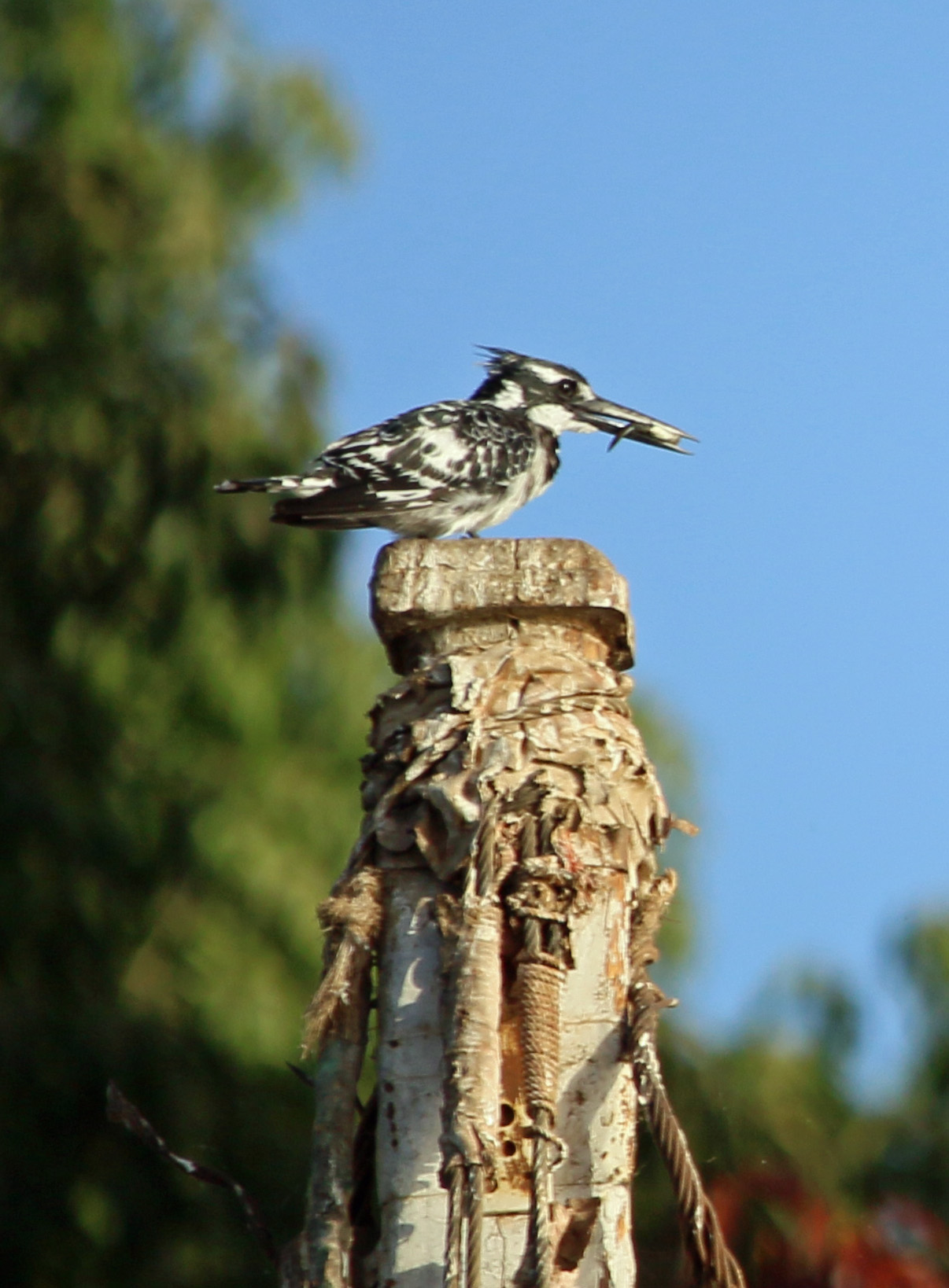 Pied kingfisher