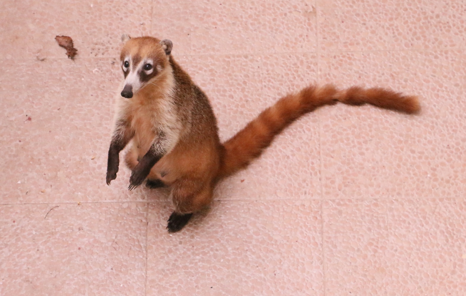 Ez egy coati. Playacar tele van agoutikkal és coatikkal, ez utóbbiak talán ormányos medve néven futnak Magyarhonban. Gyümölcskoldus. A balkonunk alatt pitizett banánért. 