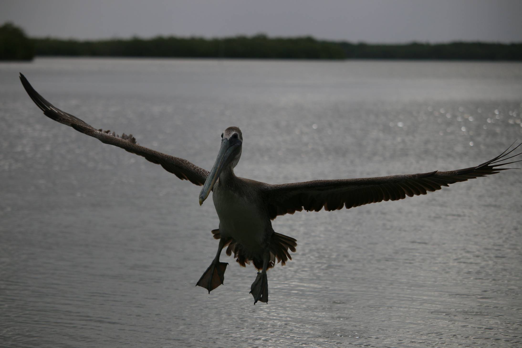 Landoló barna pelikán