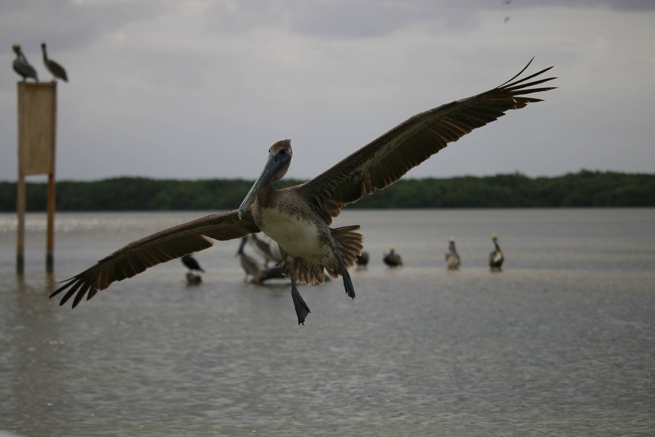 Jön koldulni a barna pelikán