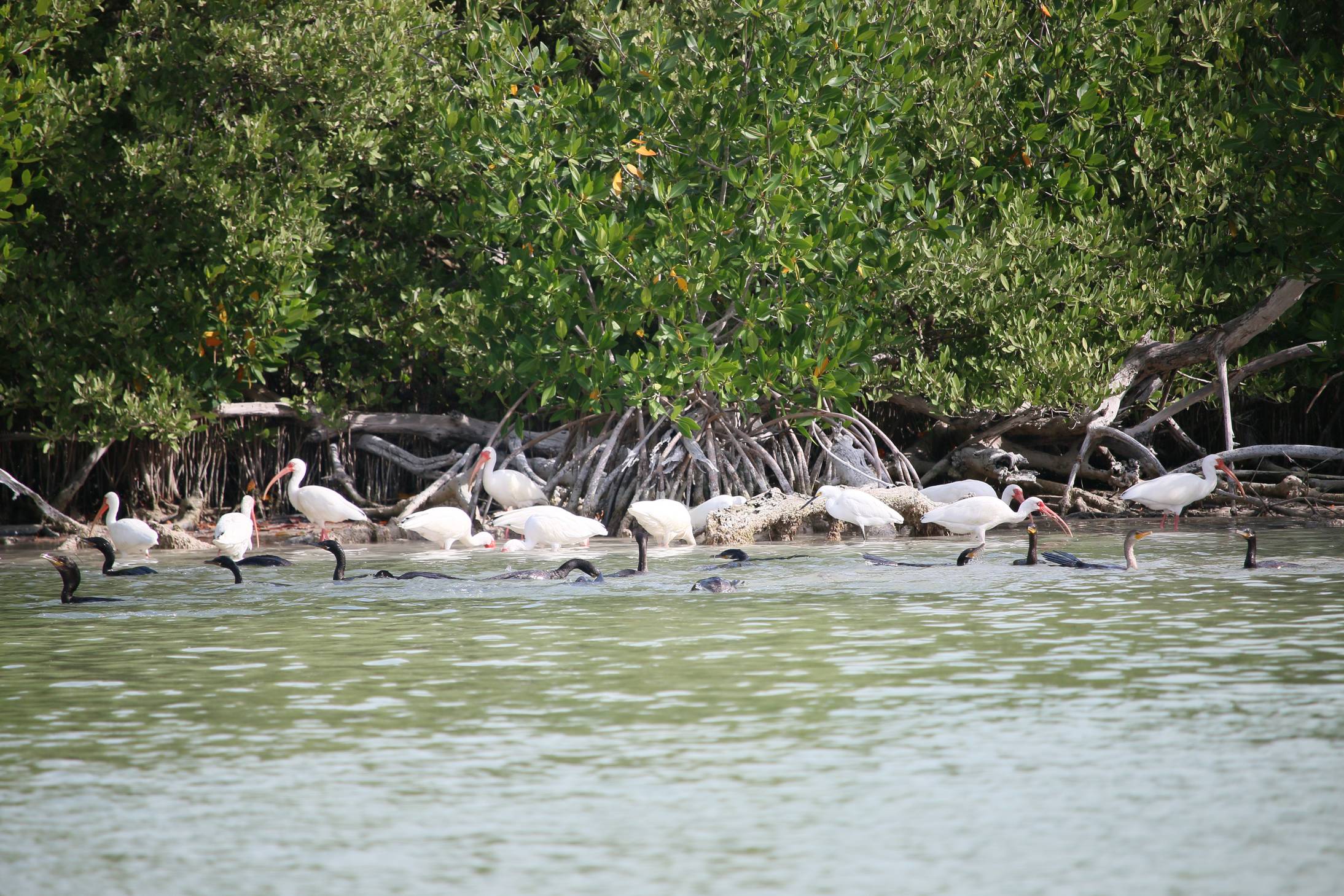 Fehér pelikánok és kormoránok halásznak