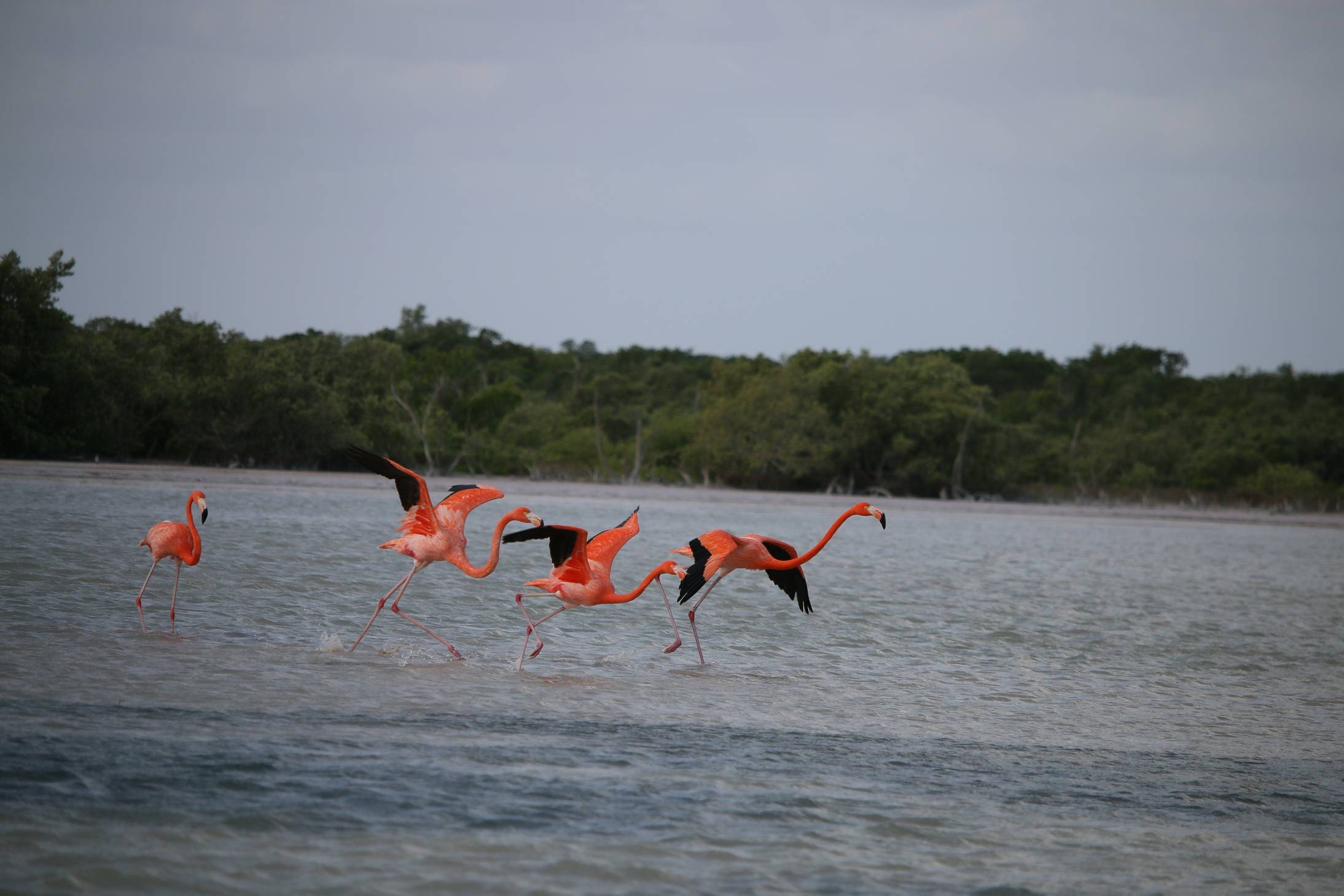 Felreppenő flamingók. Az egyik még mindig szalad :) 