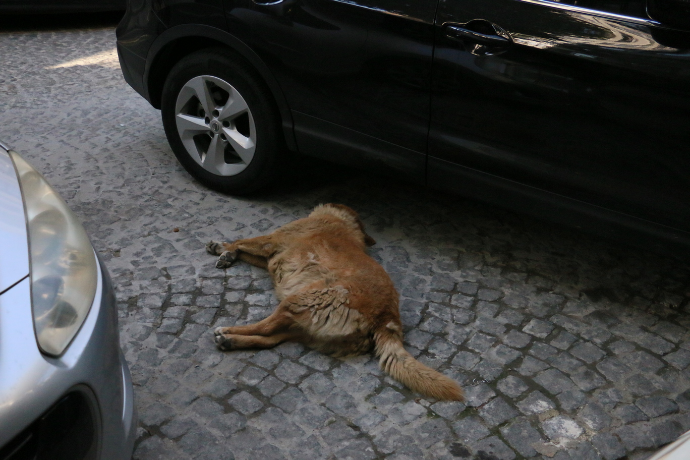 istanbul_stray_dog.jpg