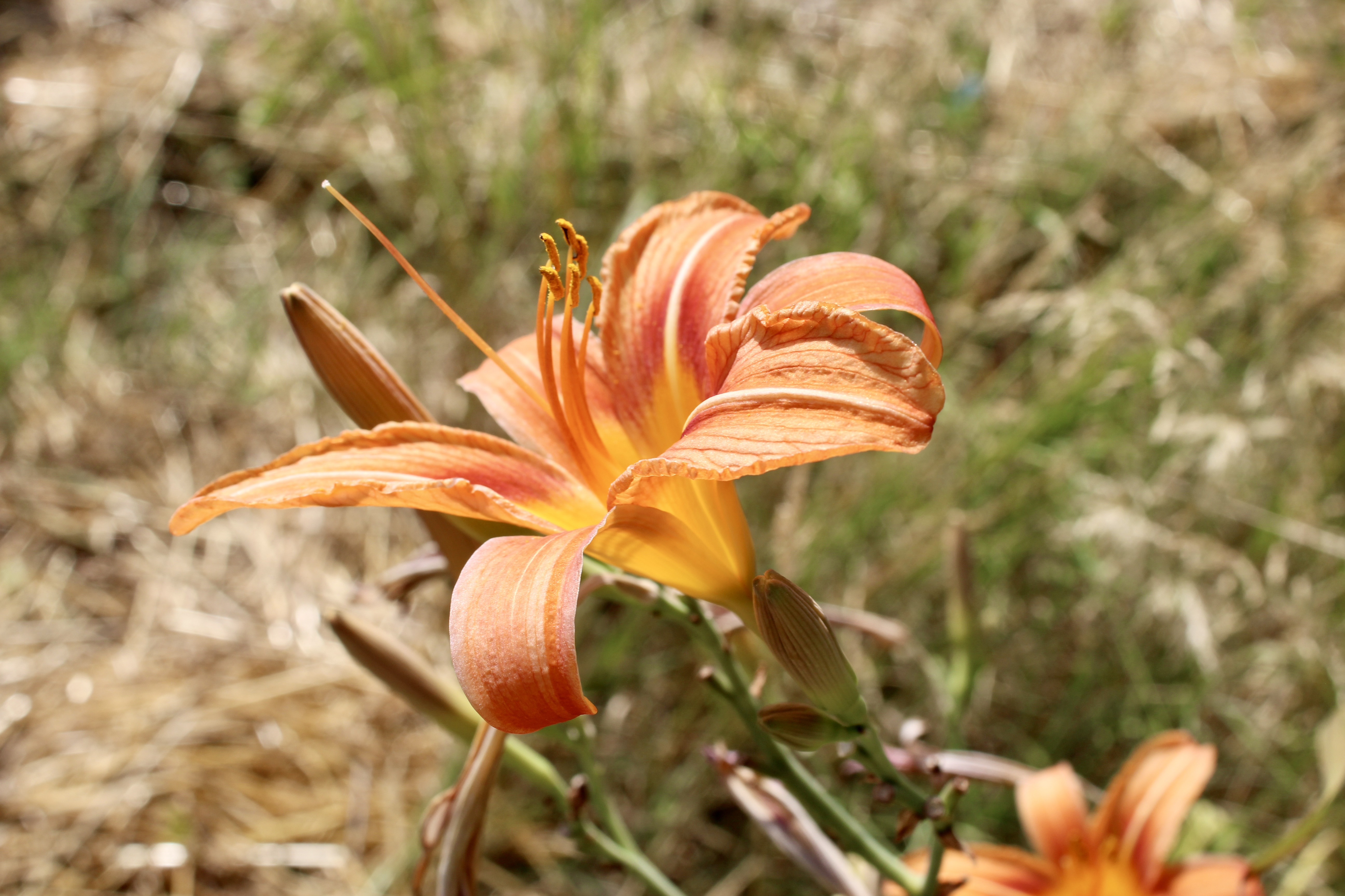 img_0638.jpeg