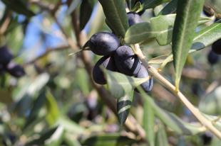 Az olívaolaj titka: a szürettől a felhasználásig