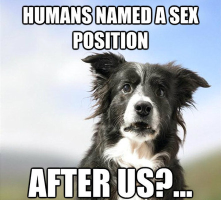 column_funny-dog-meme-humans-named-a-sex-position-after-us.jpg