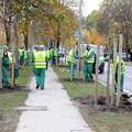 Már ültetik az új fákat Budapesten - ez legalább a kivágások egy részét kompenzálja