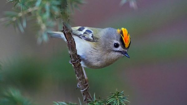 870x489_oiseau_roitelet_huppe_aubrylia_centerblog.jpg