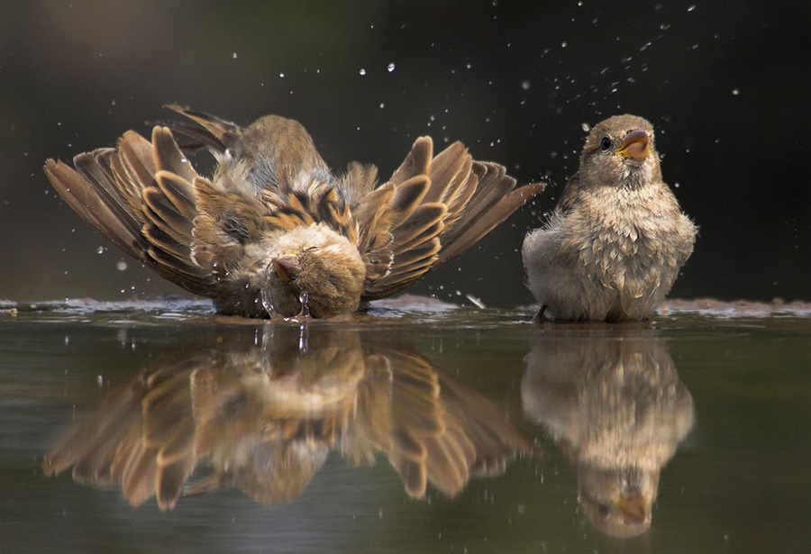 bird-bathing.jpg