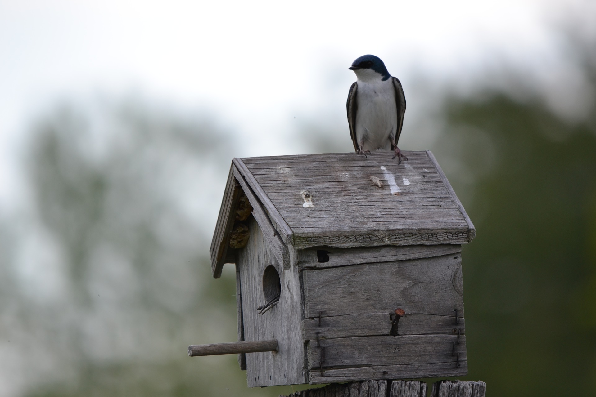 birdhouse-1963277_1920.jpg