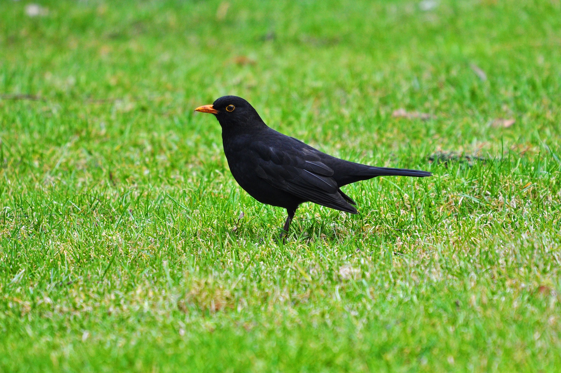 blackbird-3249123_1920_1.jpg