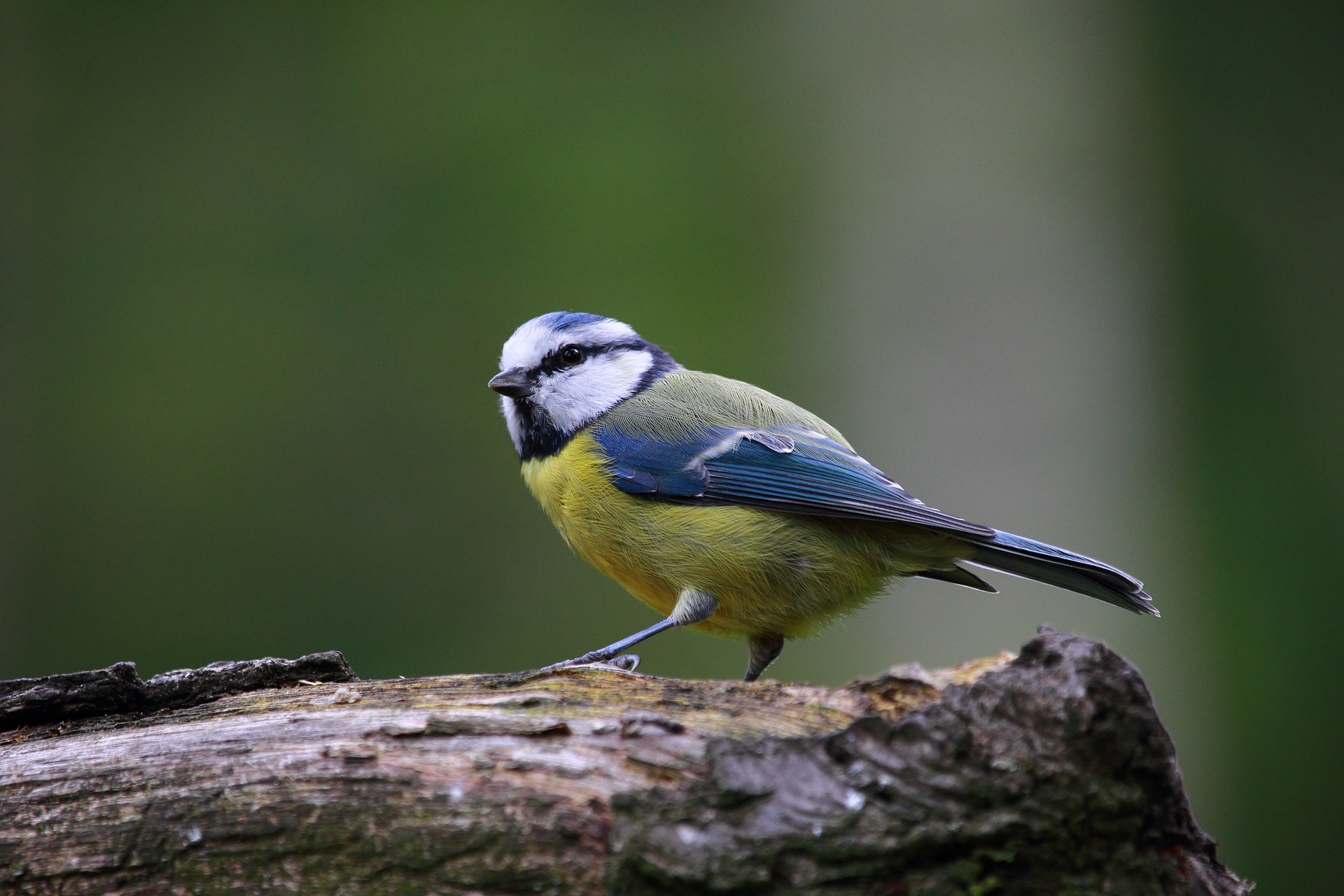 blue-tit-915445_1920.jpg