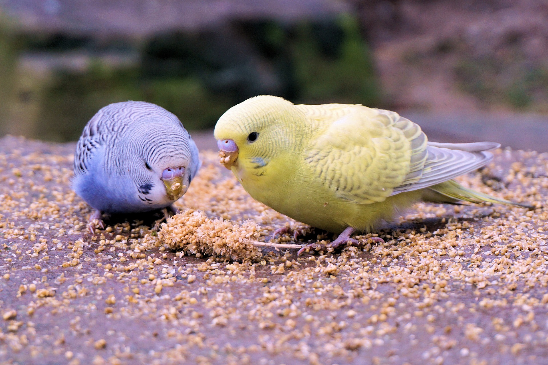 Papagáj állatkereskedés