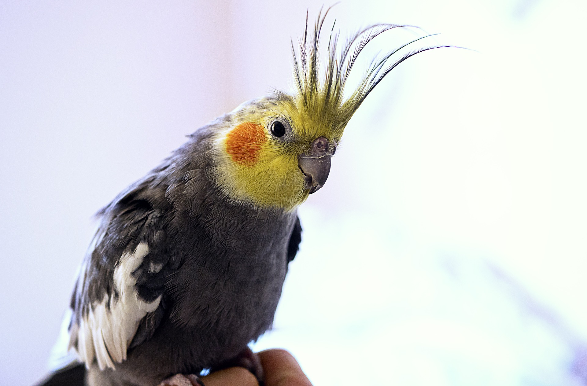 cockatiel-1213758_1920.jpg