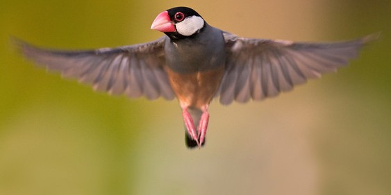 cropped-java-finch-fly-m2.jpg