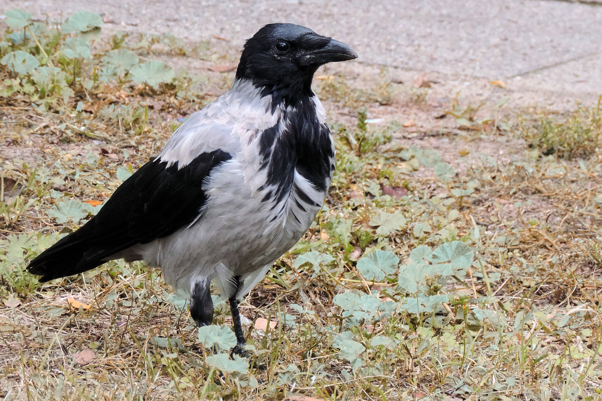 crow-1730184_1920.jpg