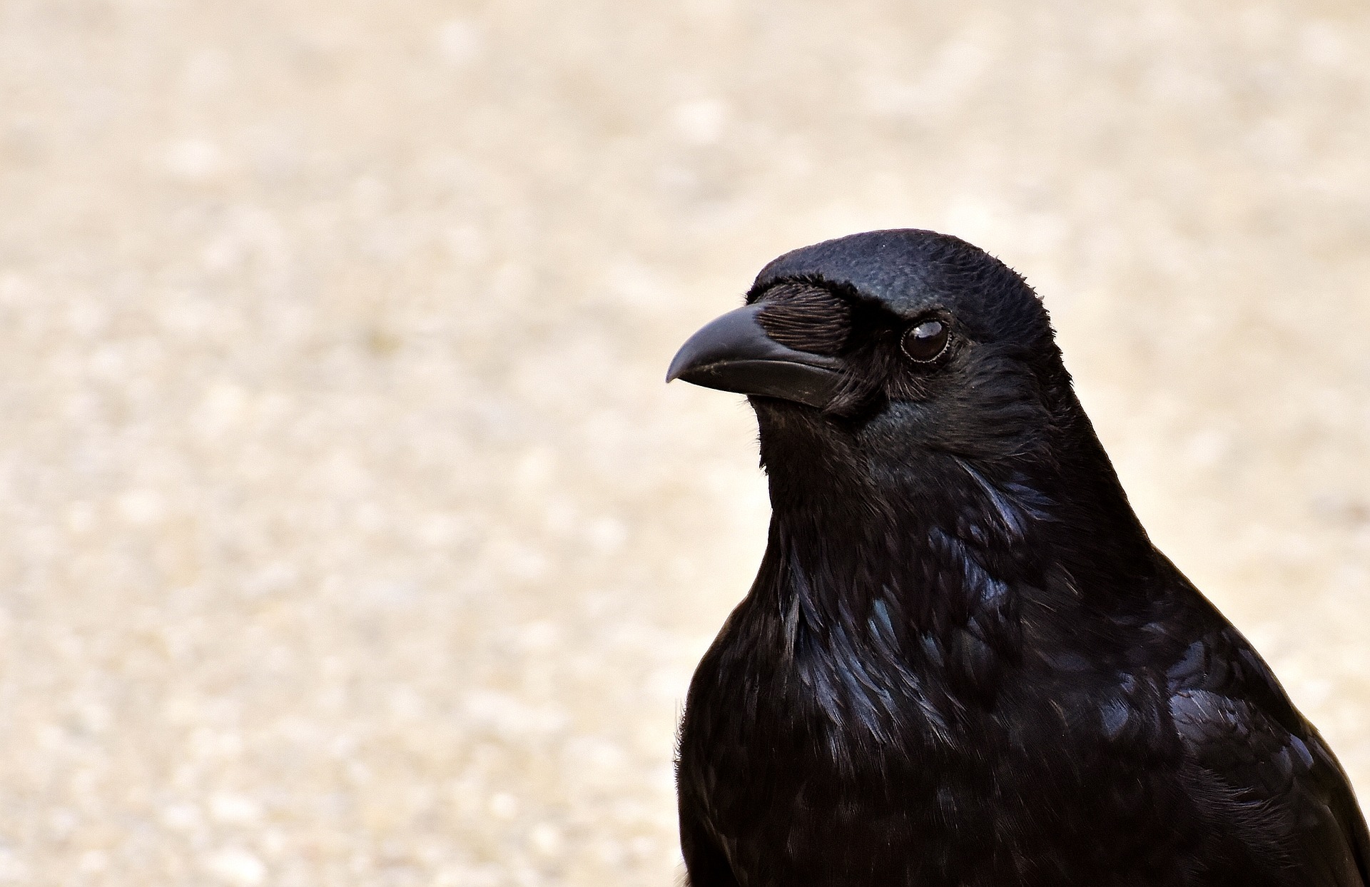 crow-2305522_1920.jpg