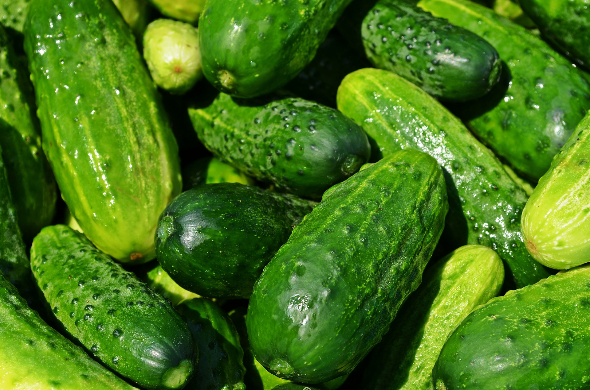 cucumbers-849269_1920.jpg