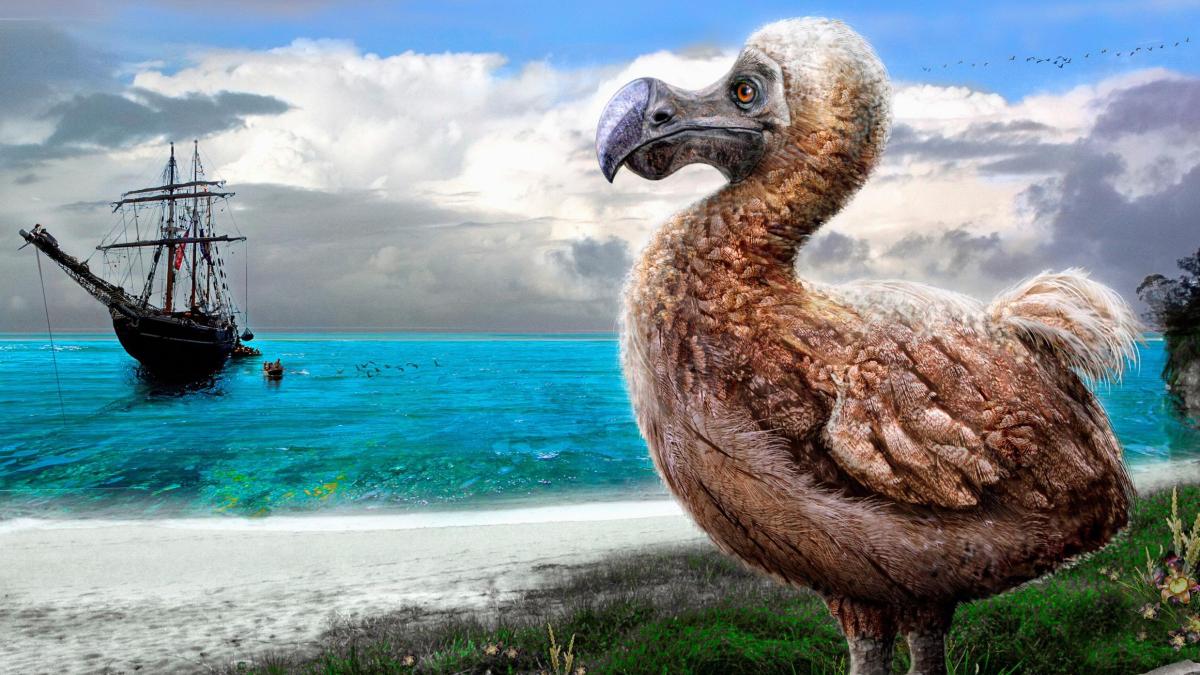 dodo-bird-on-beach-watching-sailing-ship-arrive.jpg