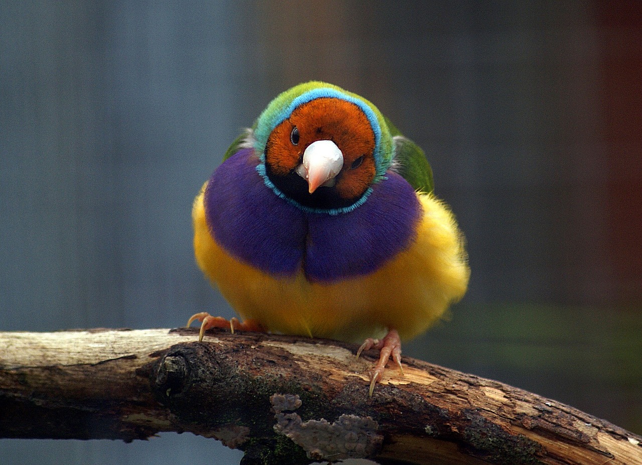 gouldian-finch-1929283_1280.jpg