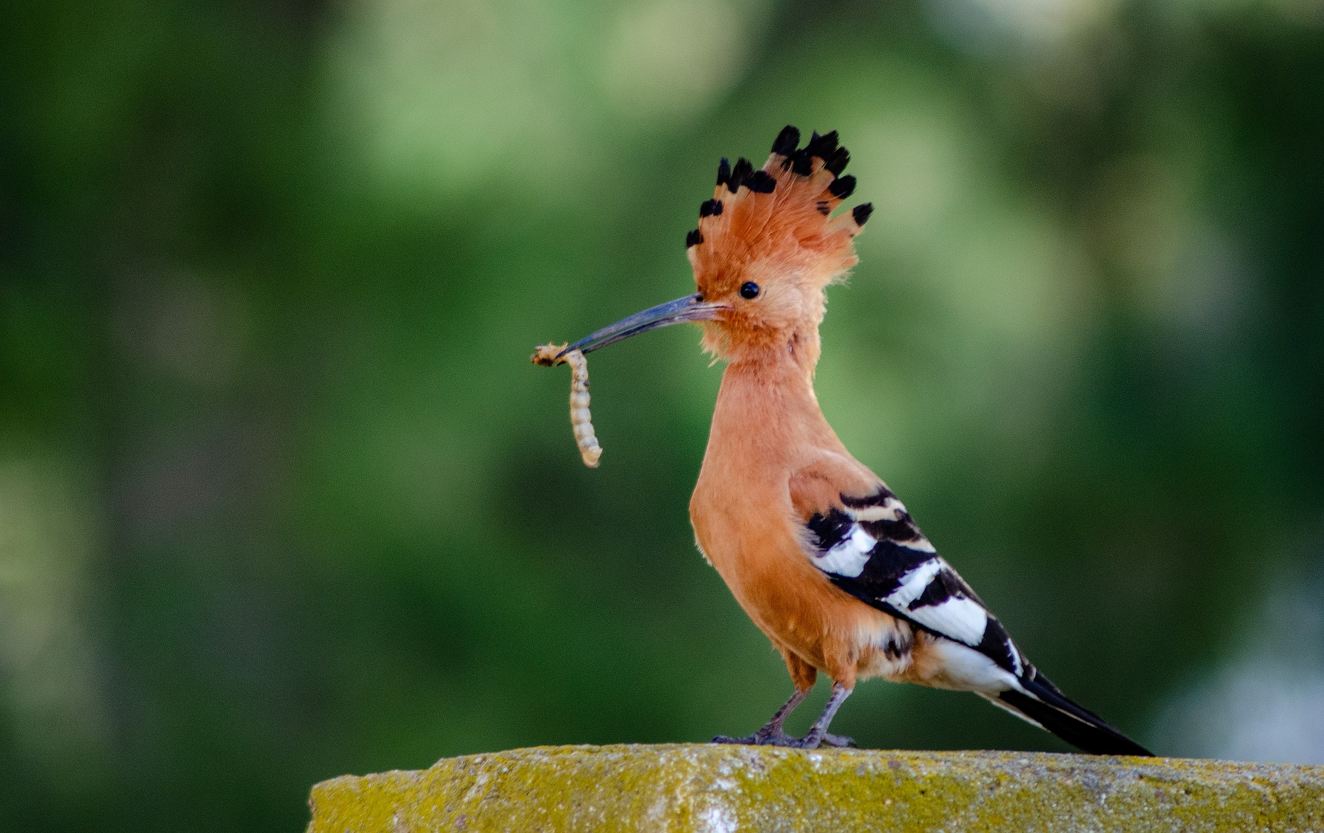 hoopoe-3839283_1920.jpg