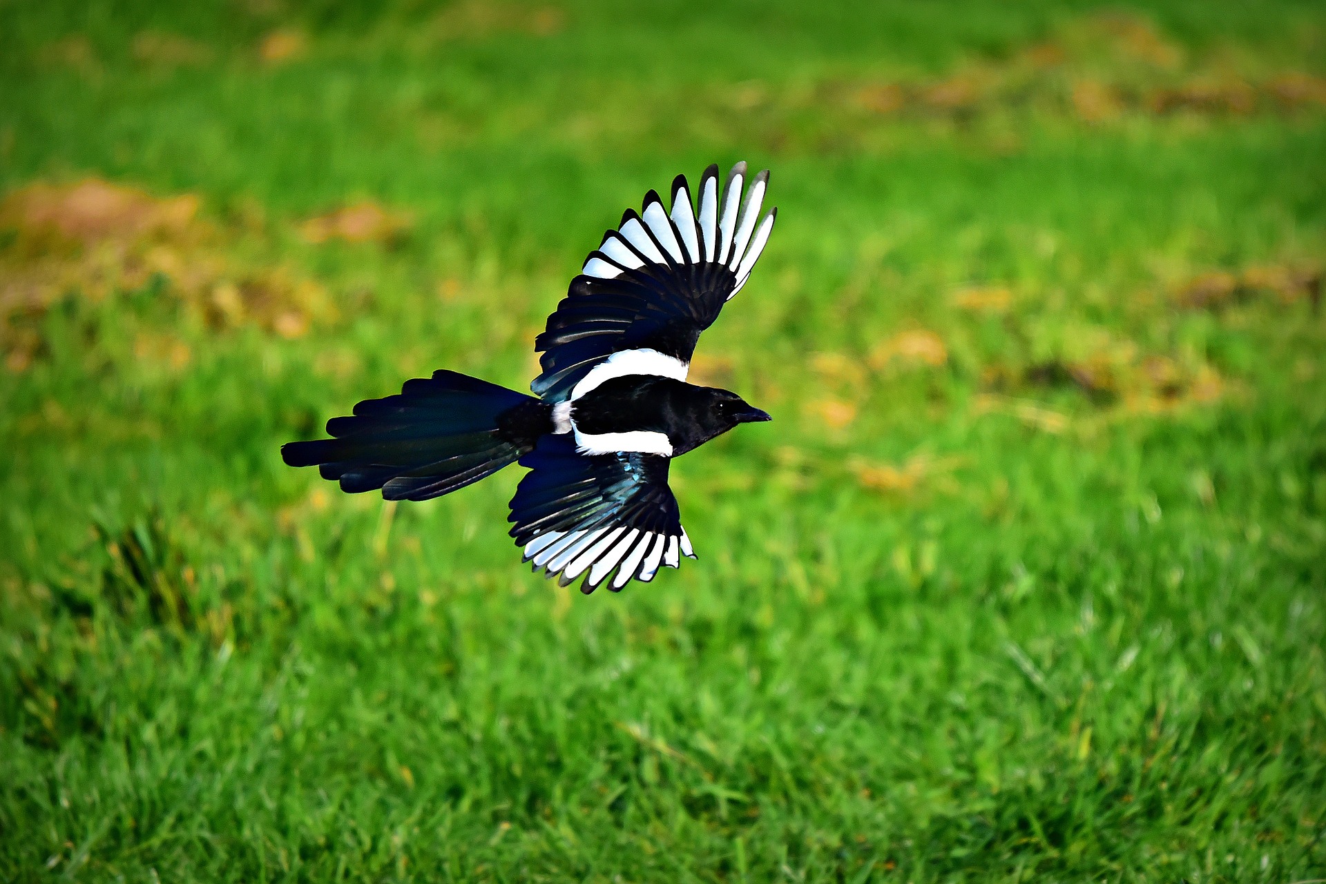 magpie-3781463_1920.jpg