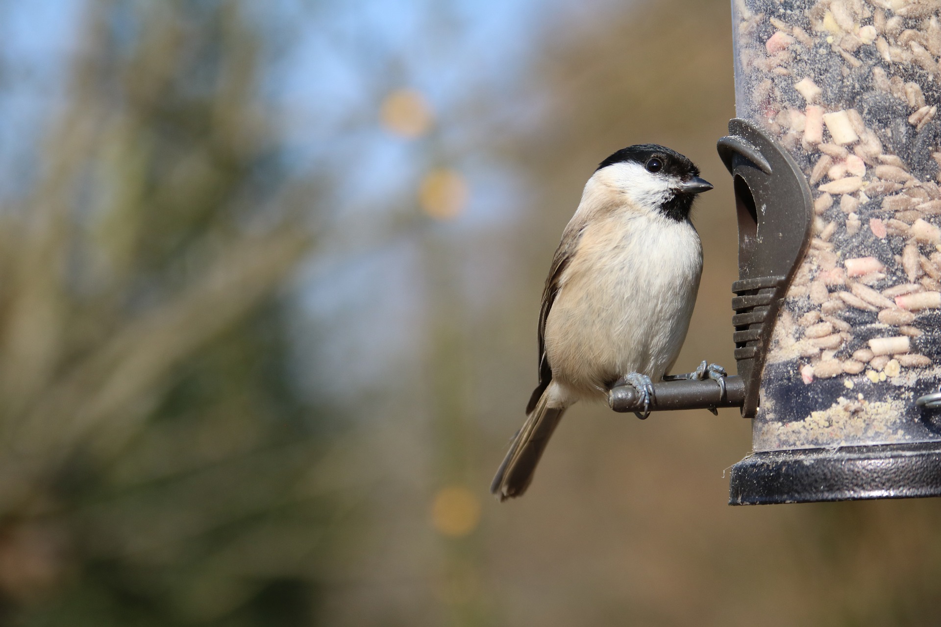 marsh-tit-1251017_1920.jpg