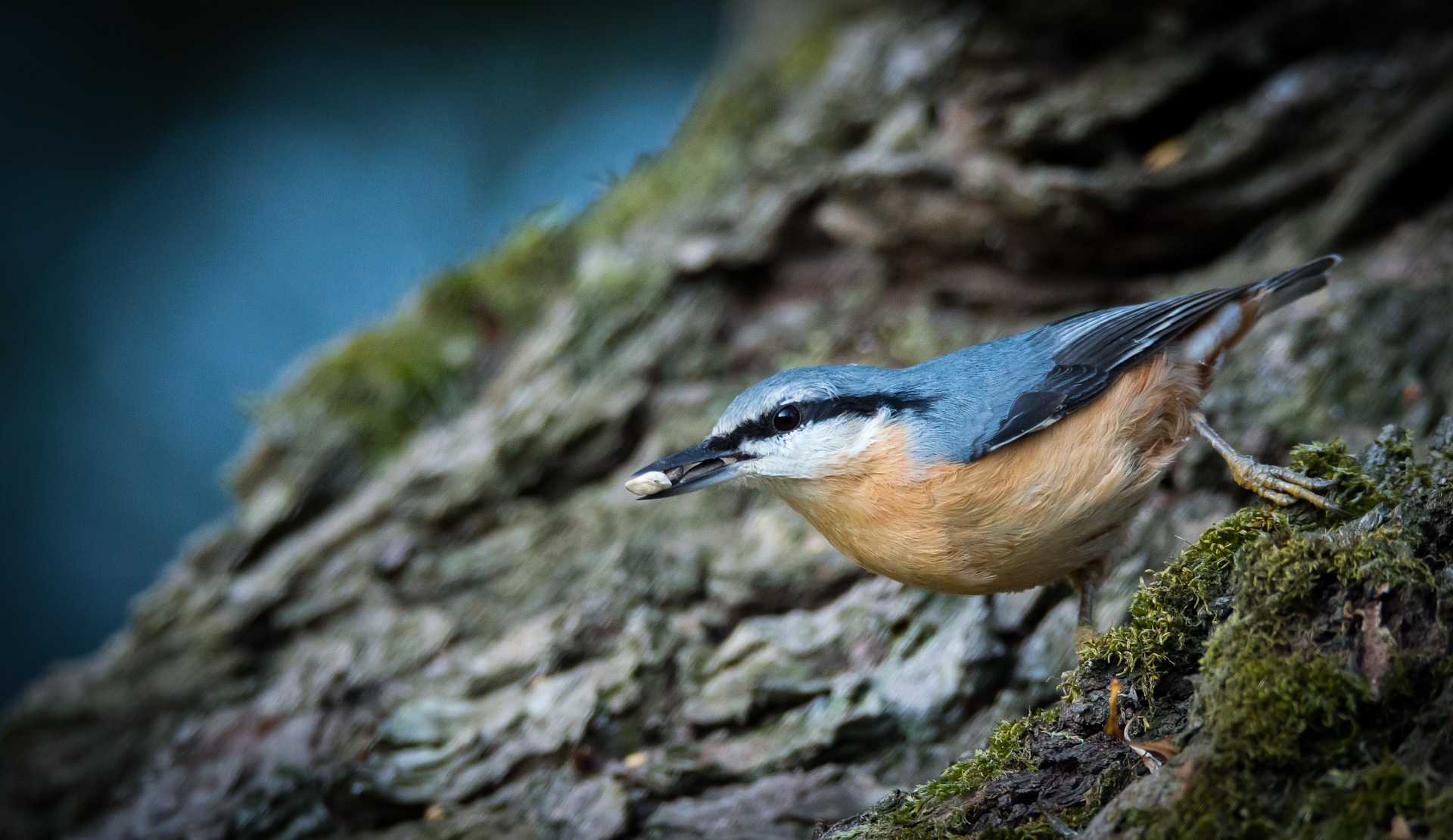 nuthatch-1174054_1920.jpg