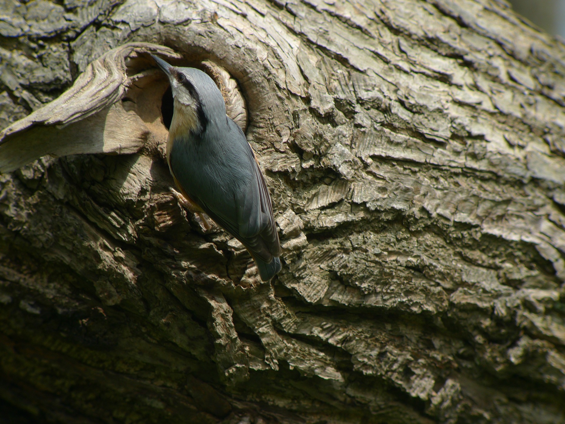 nuthatch-1174085_1920.jpg