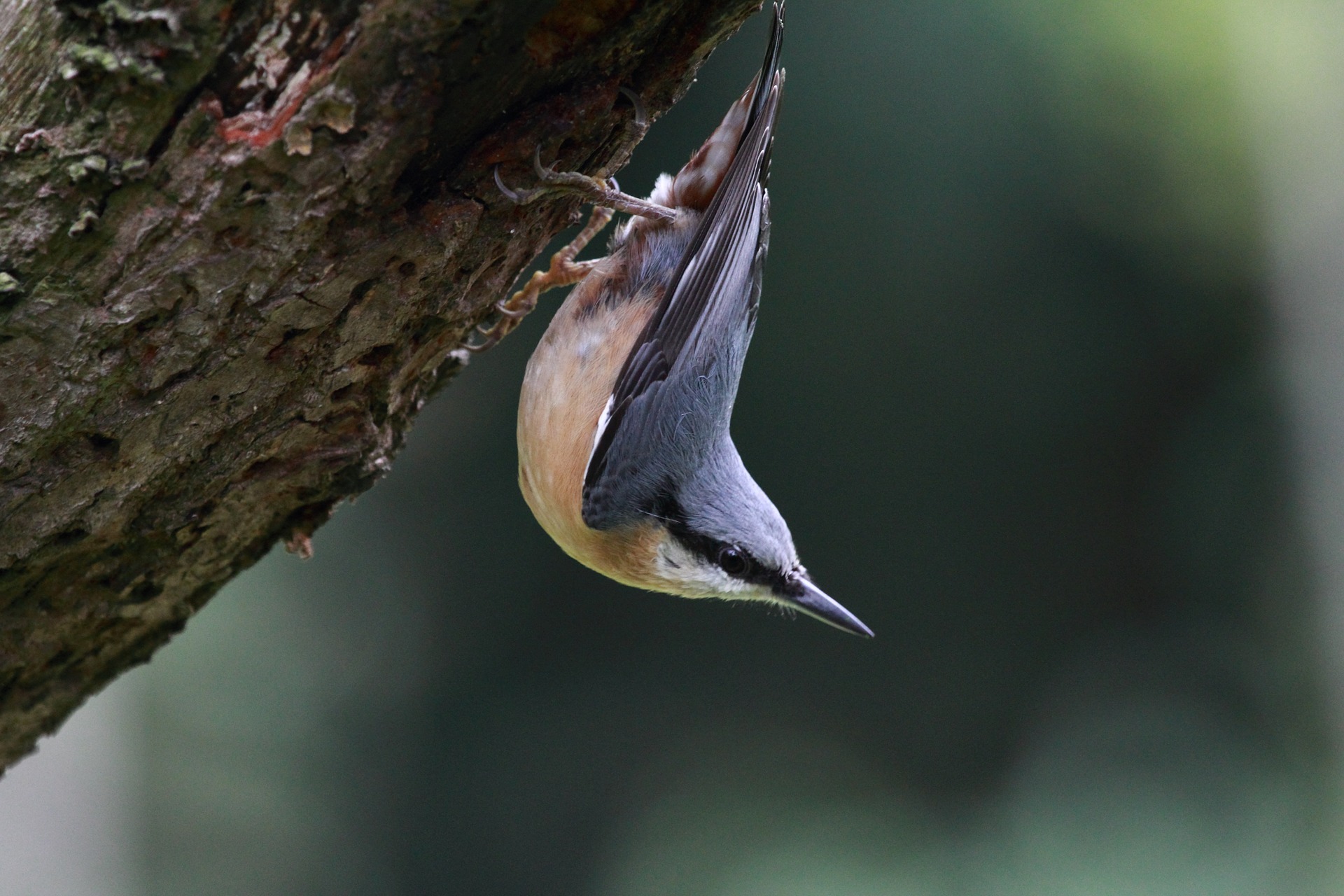 nuthatch-915435_1920.jpg