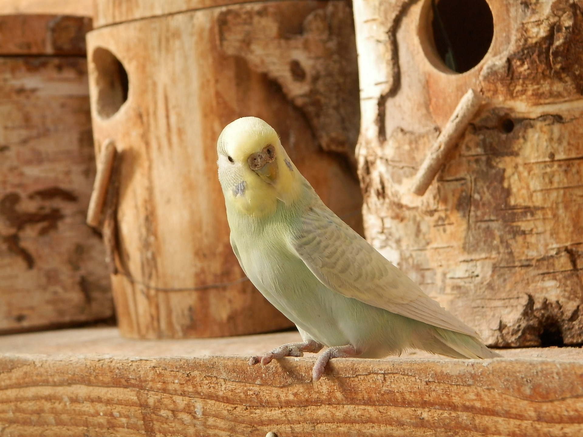 parakeet-2062688_1920.jpg