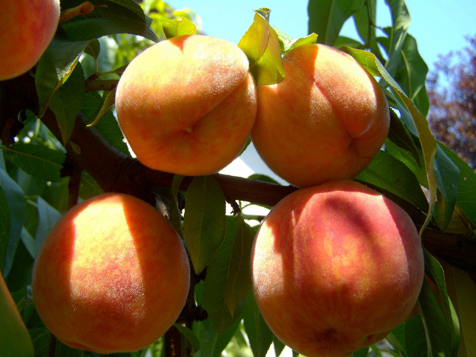 peach-863349_1920.jpg