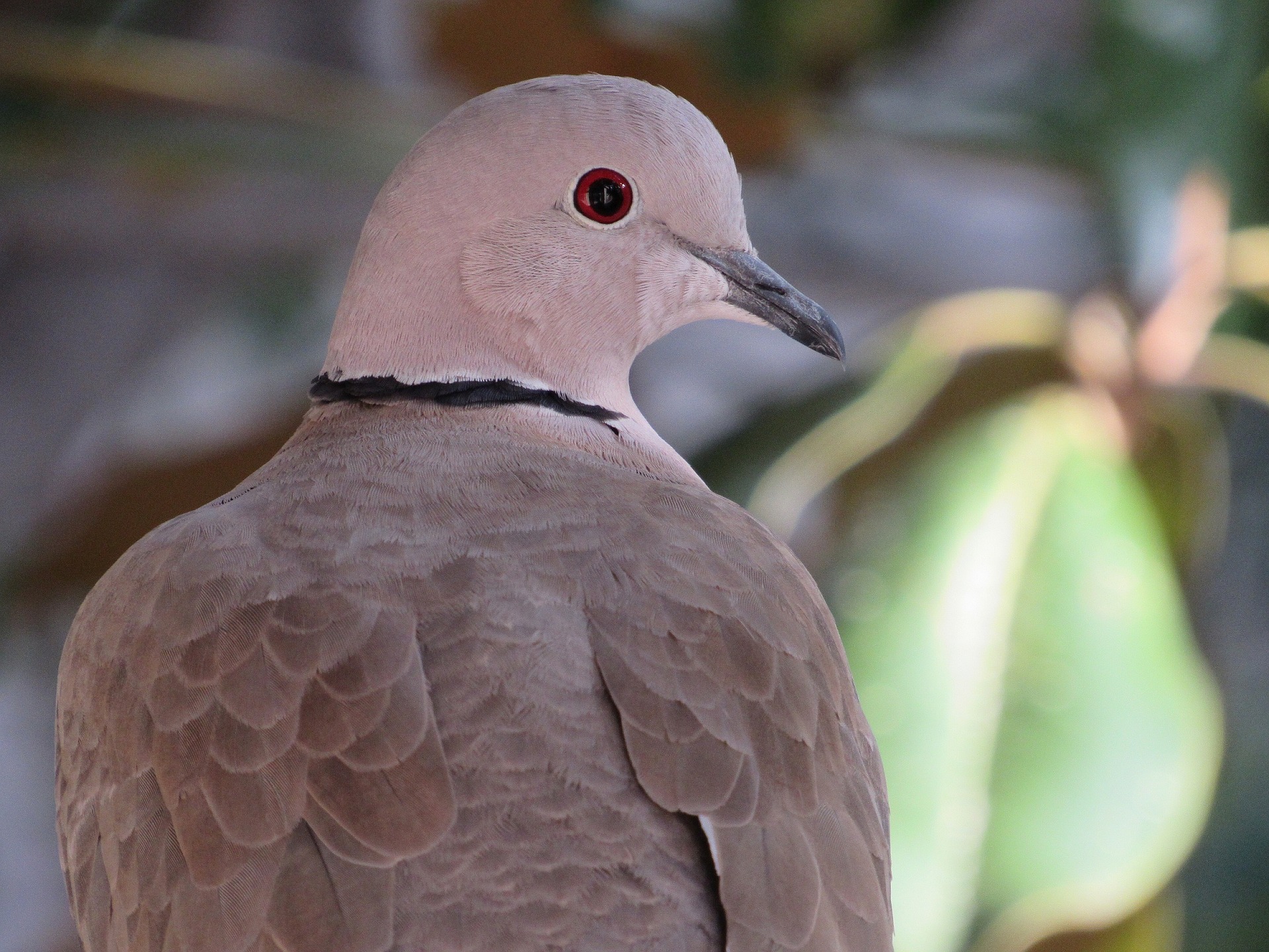 pigeon-1047914_1920.jpg