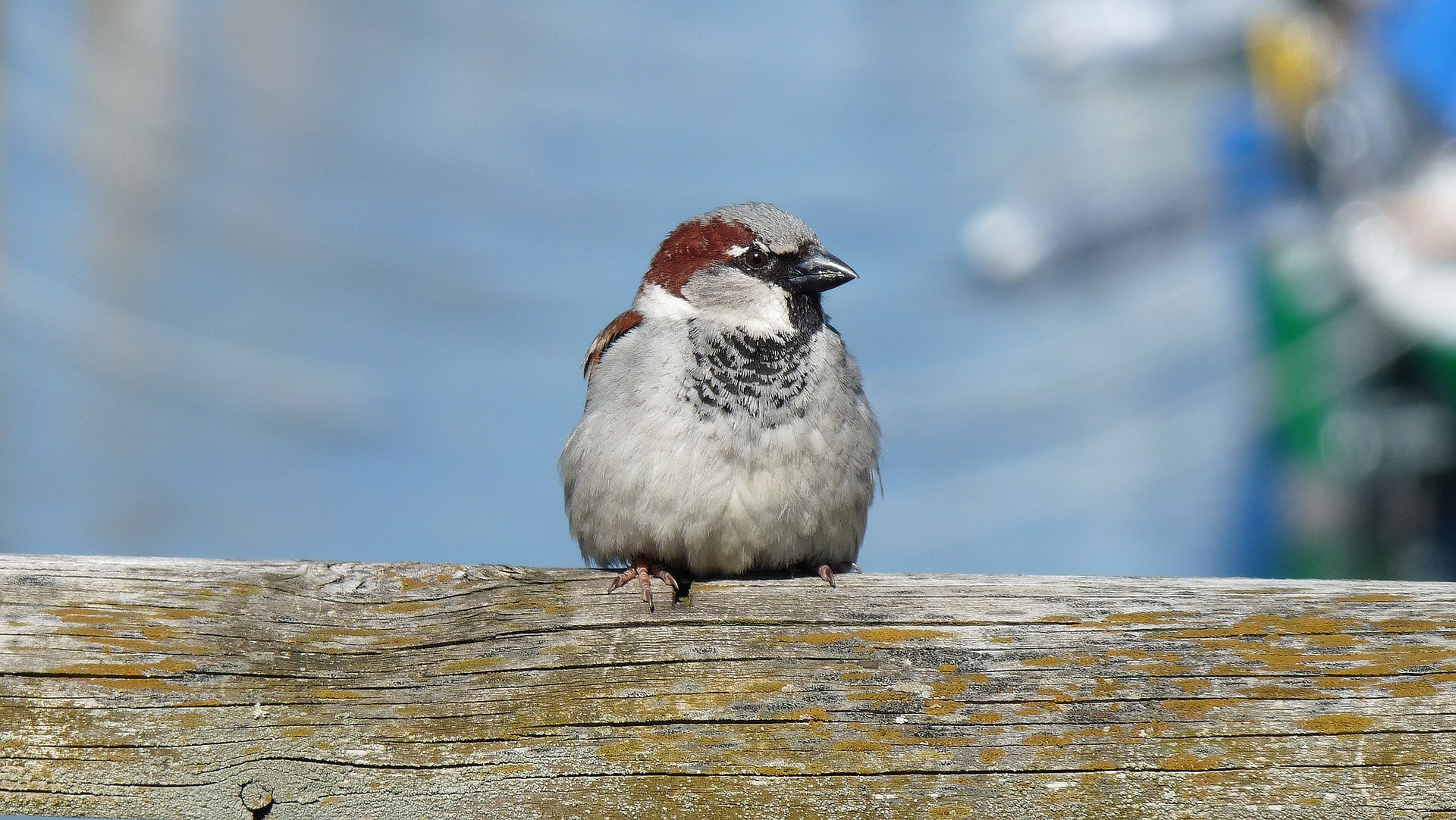 sparrow-1340149_1920.jpg