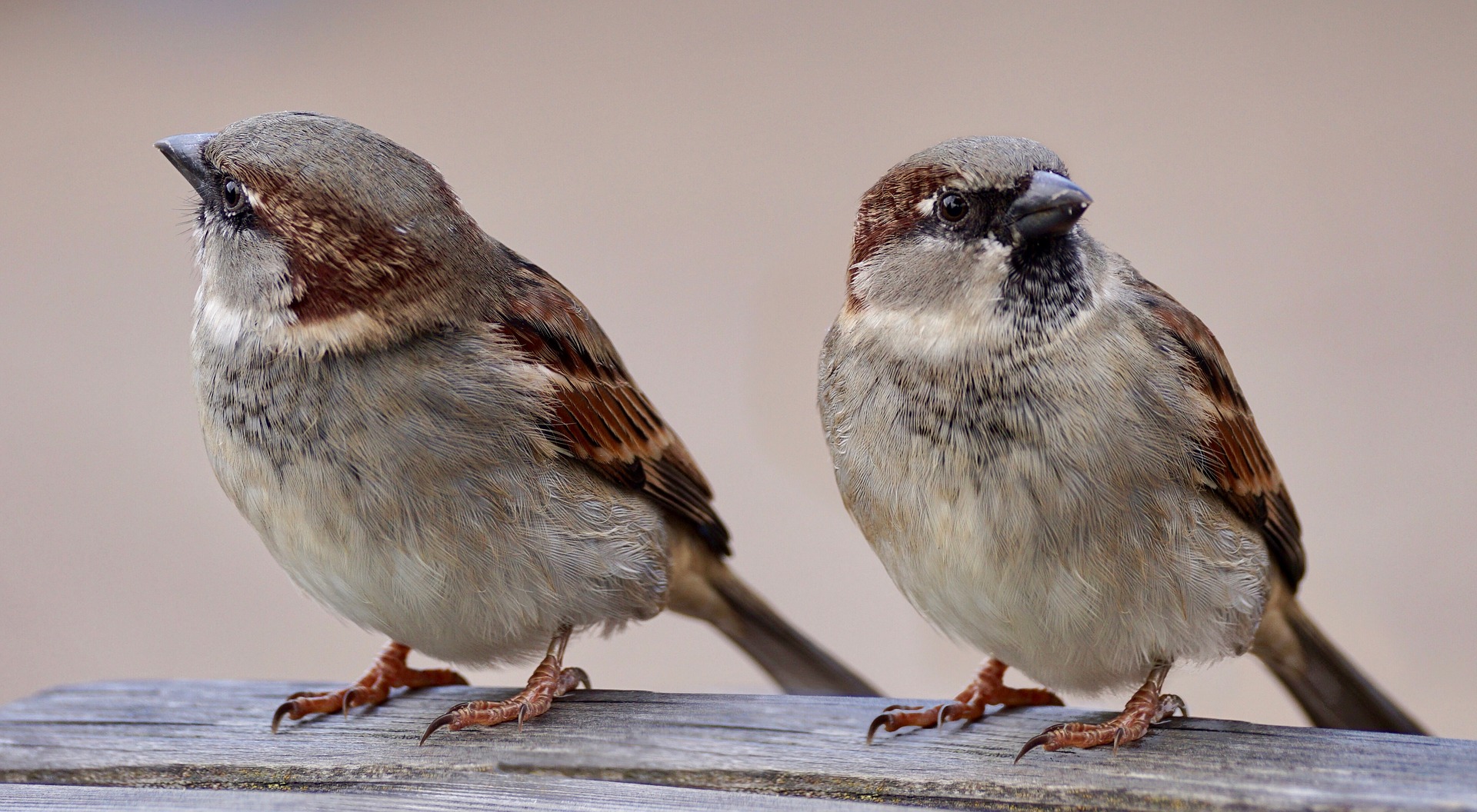 sparrows-2763553_1920.jpg