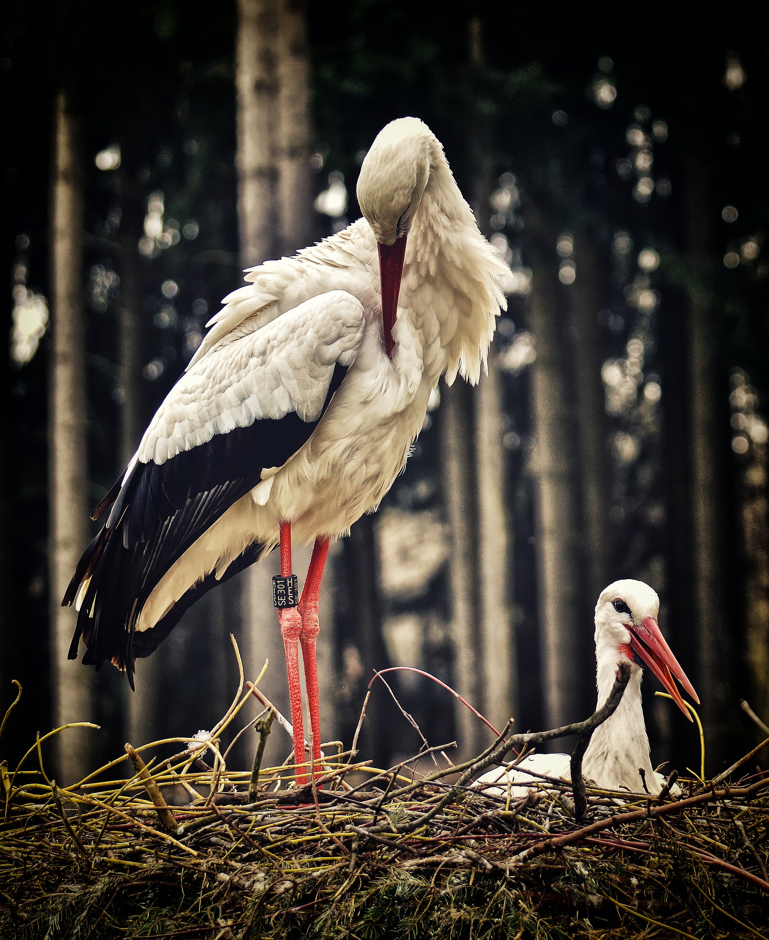 stork-3678282_1920.jpg