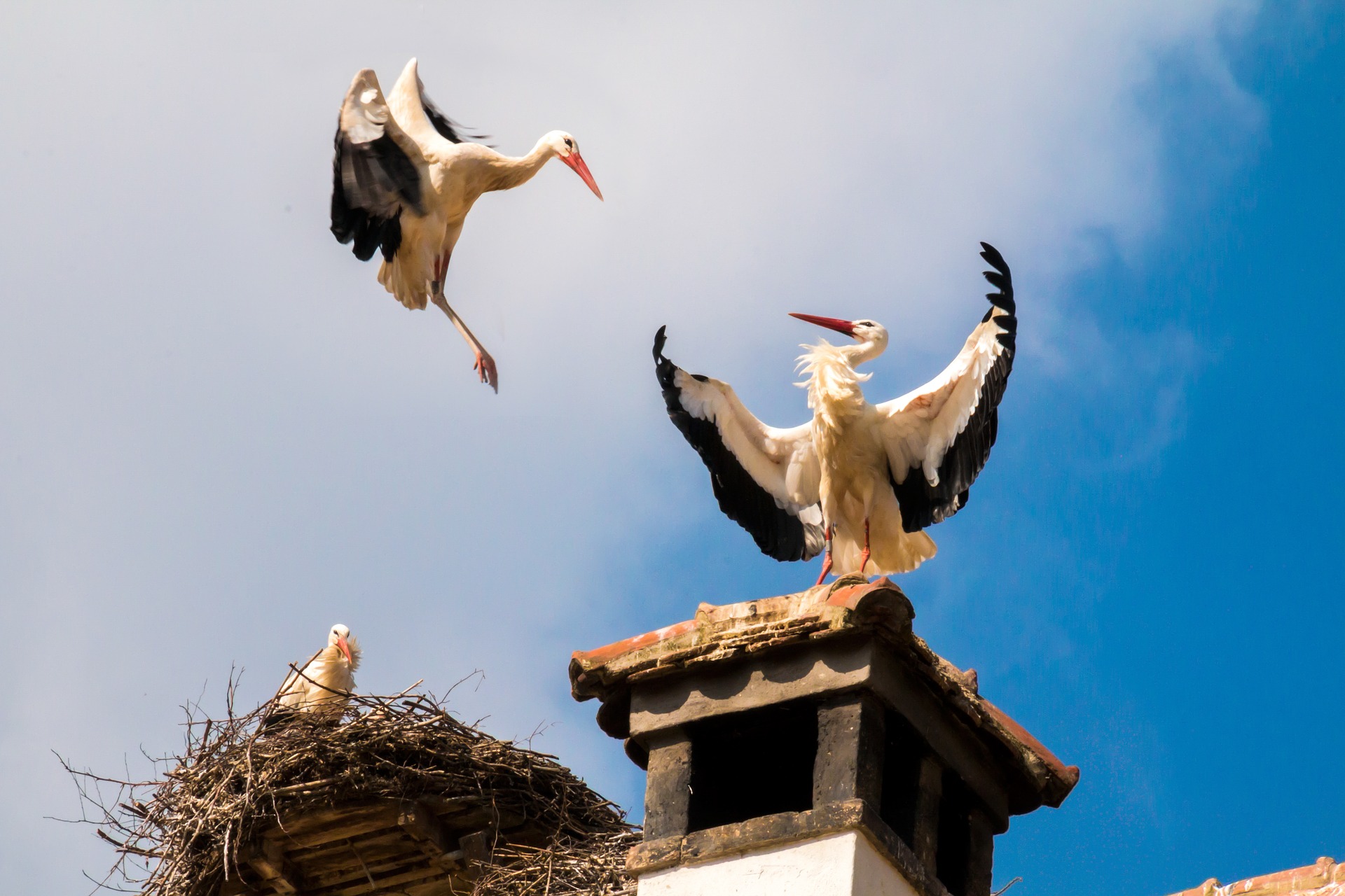 storks-1598322_1920.jpg