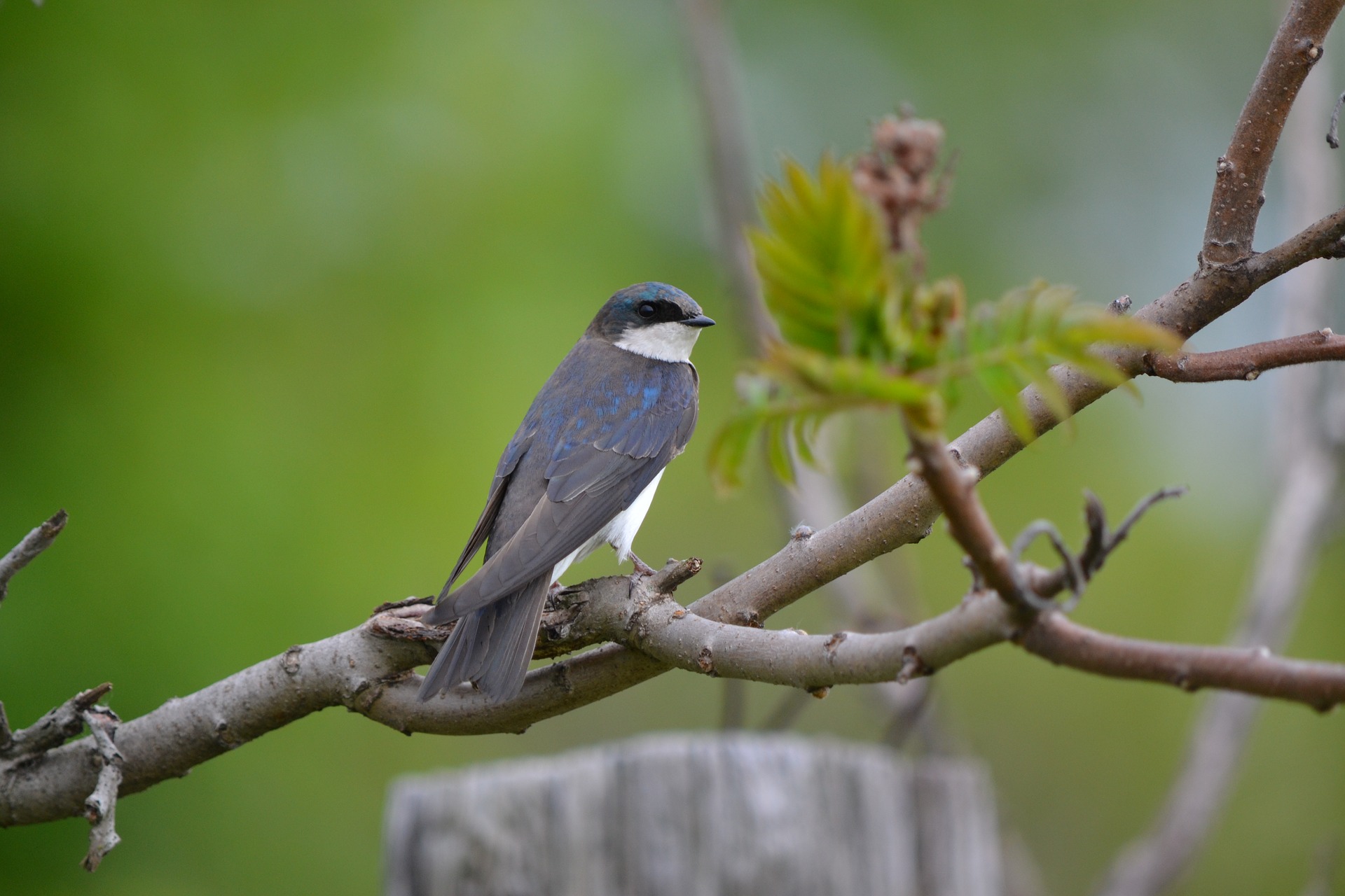 swallow-1963275_1920.jpg